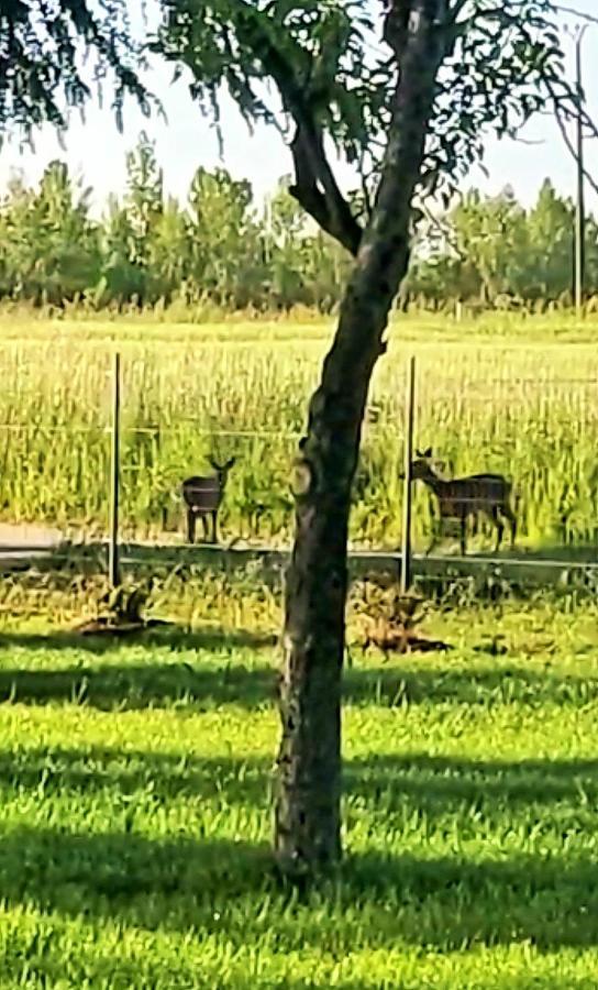 Le Cottage Nature Primeur Sauna Gaillac Entre Albi-Toulouse & Les Cottages Du Tarn Brens  エクステリア 写真